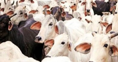 डेयरी प्रशिक्षण कोर्स के तहत 13 जुलाई से फगवाड़ा डेयरी ट्रेनिंग सेंटर में 2 सप्ताह का प्रशिक्षण शुरू होगा। 10 जुलाई तक आवेदन करें और डेयरी व्यवसाय, पशुपालन, आधुनिक तकनीक तथा सरकारी वित्तीय सहायता की पूरी जानकारी प्राप्त करें।