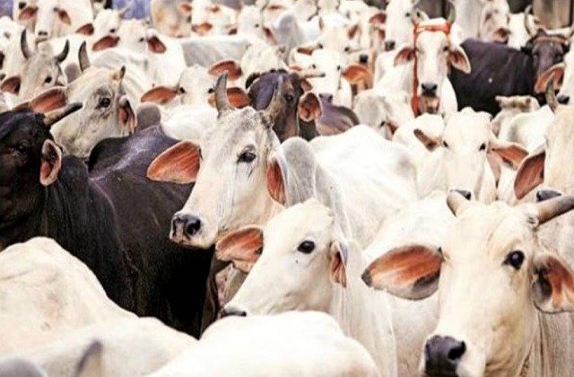 डेयरी प्रशिक्षण कोर्स के तहत 13 जुलाई से फगवाड़ा डेयरी ट्रेनिंग सेंटर में 2 सप्ताह का प्रशिक्षण शुरू होगा। 10 जुलाई तक आवेदन करें और डेयरी व्यवसाय, पशुपालन, आधुनिक तकनीक तथा सरकारी वित्तीय सहायता की पूरी जानकारी प्राप्त करें।