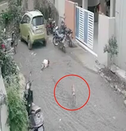 Beed Stray Dog Attack: महाराष्ट्र के बीड में घर के बाहर खेल रही 3 साल की बच्ची पर आवारा कुत्ते ने हमला कर दिया। बच्ची के चेहरे पर गंभीर चोटें आईं और 12 टांके लगाने पड़े।