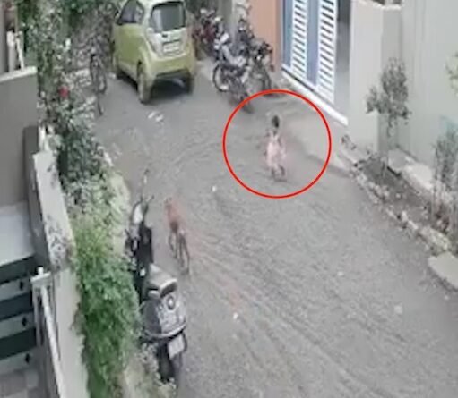Beed Stray Dog Attack: महाराष्ट्र के बीड में घर के बाहर खेल रही 3 साल की बच्ची पर आवारा कुत्ते ने हमला कर दिया। बच्ची के चेहरे पर गंभीर चोटें आईं और 12 टांके लगाने पड़े।