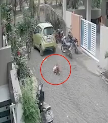 Beed Stray Dog Attack: महाराष्ट्र के बीड में घर के बाहर खेल रही 3 साल की बच्ची पर आवारा कुत्ते ने हमला कर दिया। बच्ची के चेहरे पर गंभीर चोटें आईं और 12 टांके लगाने पड़े।