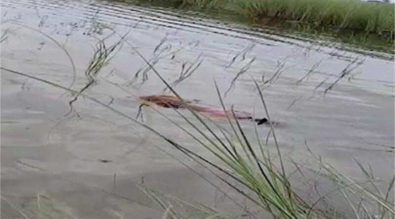 Motihari News: बिहार के पूर्वी चंपारण के बभनौली गांव में पोखर में डूबने से मां और चार मासूम बच्चों की दर्दनाक मौत हो गई। जानिए पूरा मामला, पुलिस जांच और स्थानीय लोगों के आरोप।